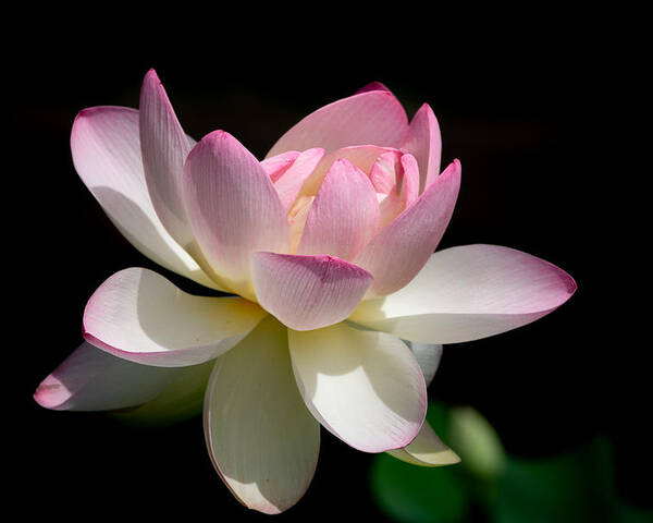 Lotus Poster featuring the photograph Not Your Average Waterlily by Linda Bonaccorsi