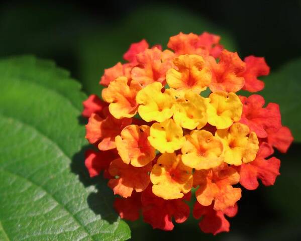 Flower Poster featuring the photograph Orange Lantana by Christopher Lotito