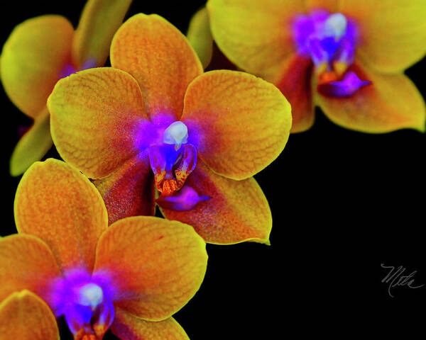 Orchid Poster featuring the photograph Orchid Study Ten by Meta Gatschenberger