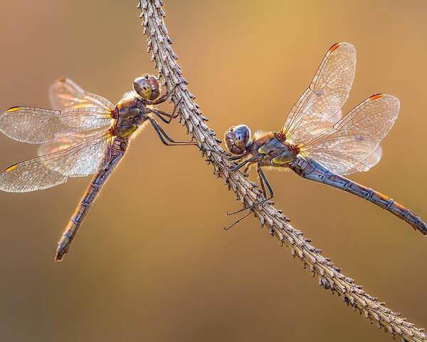 Dragonfly Poster featuring the photograph Pastel Colors by Petar Sabol