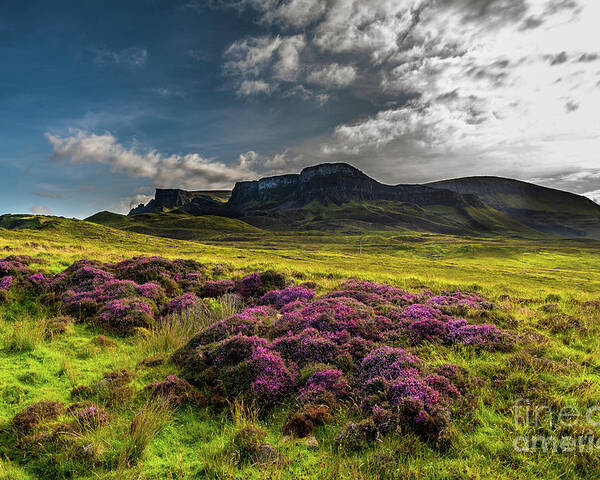 Abandoned Poster featuring the photograph Pasture With Blooming Heather In Scenic Mountain Landscape At The Old Man Of Storr Formation On The by Andreas Berthold
