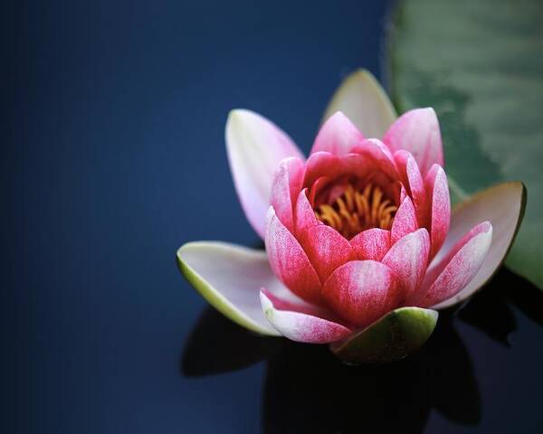 Photo Poster featuring the photograph Perfect lotus by Top Wallpapers