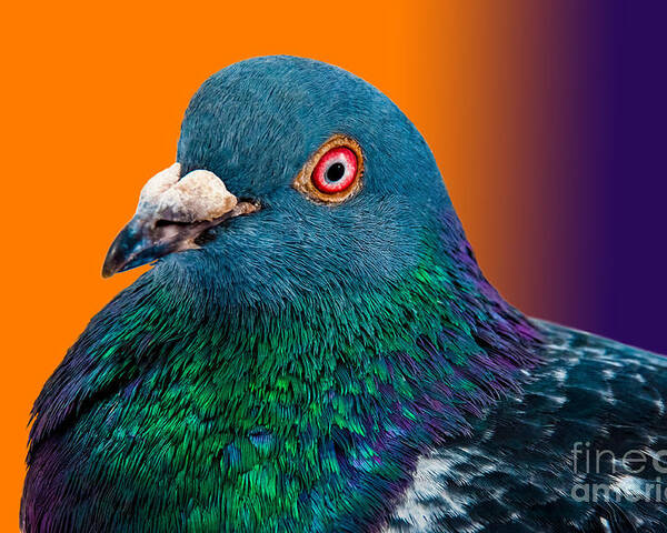 Studio Poster featuring the photograph Pigeon Close Up Portrait Isolated by Altin Osmanaj