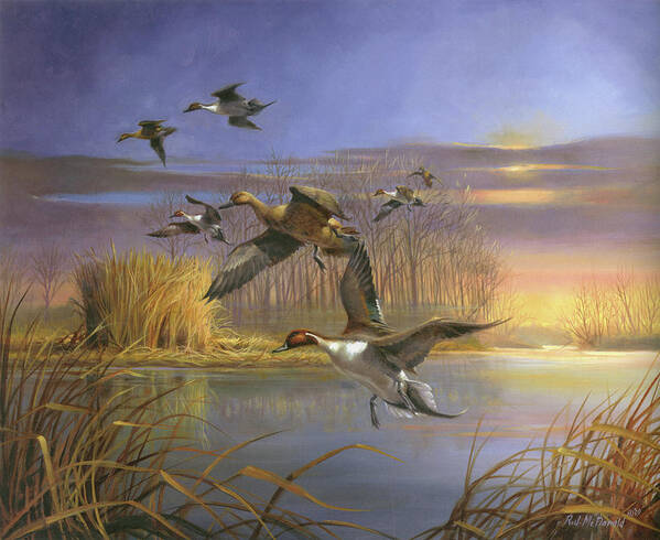 Pintail Magic Poster featuring the painting Pintail Magic by R.j. Mcdonald