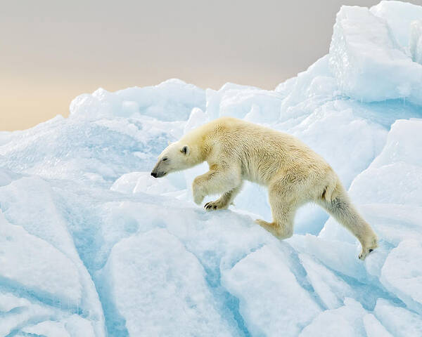 Wildlife Poster featuring the photograph Polar Bear At Svalbard by Joan Gil Raga