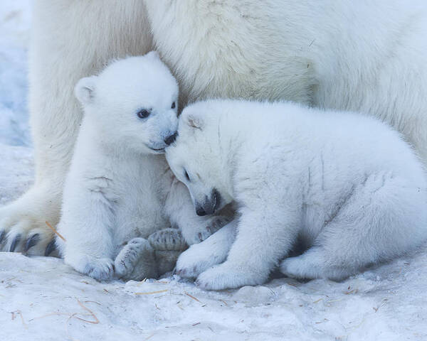 Animal Poster featuring the photograph Polar Bear Cub by Anton Belovodchenko