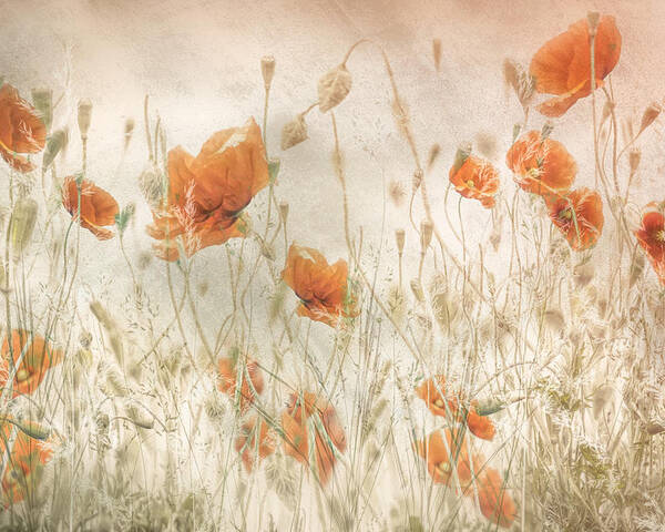 Poppy Poster featuring the photograph Poppies In The Field by Nel Talen