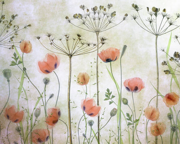 Floral Poster featuring the photograph Poppy Meadow by Mandy Disher