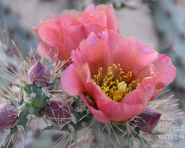 Opuntia Poster featuring the photograph Prickly Pear Cactus With Pink Flowers by Jerry Horbert