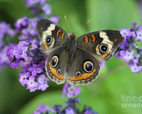 Buckeye Butterfly With Purple Flowers Poster featuring the photograph Purple Flowers and Butterfly by Terri Brewster
