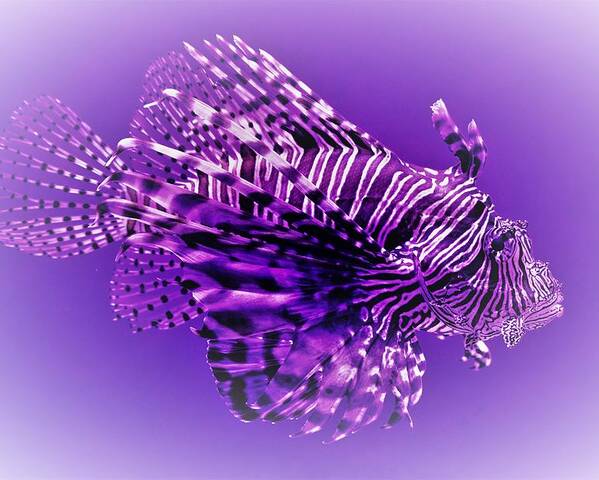 Lion Fish Poster featuring the photograph Purple Lionfish by Lucie Dumas