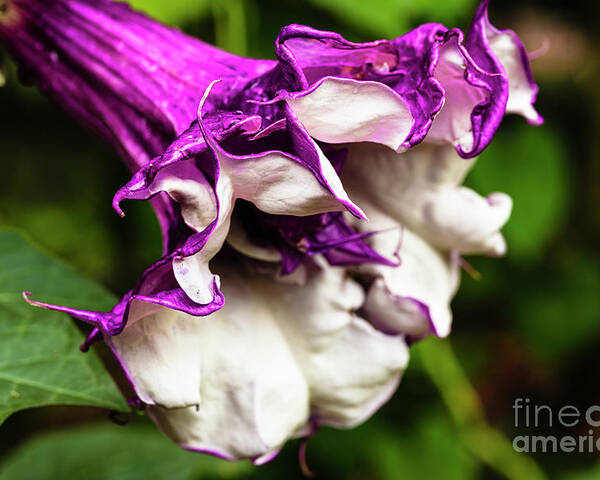 Brugmansia Poster featuring the photograph Purple Trumpet Flower by Raul Rodriguez