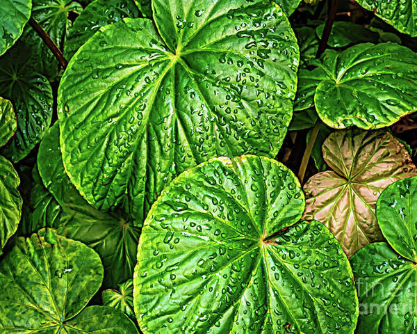 Colors Poster featuring the photograph Raindrops on Green Leaves by Roslyn Wilkins