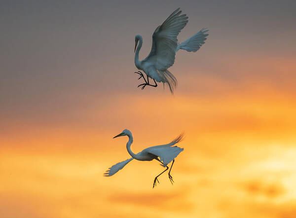 Wildlife Poster featuring the photograph Reborn In The Rising Sun by Aijing H.