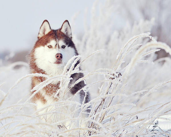 Red Dog Siberian Husky Standing Behind Frosty Hoar Grass Win Poster by Tatiana Serebryakova Pixels