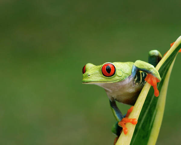 Red-eyed Tree Frog On Snake Plant- Poster by Mark Kostich - Photos.com