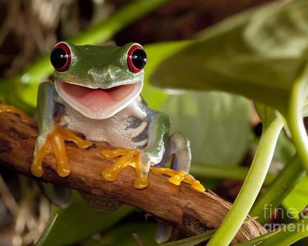 Forest Poster featuring the photograph Red-eyed Tree Frog Smile by Linas T