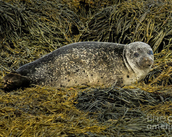 Animal Poster featuring the photograph Relaxing Common Seal At The Coast Near Dunvegan Castle On The Isle Of Skye In Scotland by Andreas Berthold
