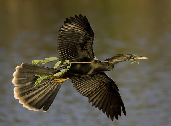 Anhinga Poster featuring the photograph Returning To Nest !!! by Alfred Forns