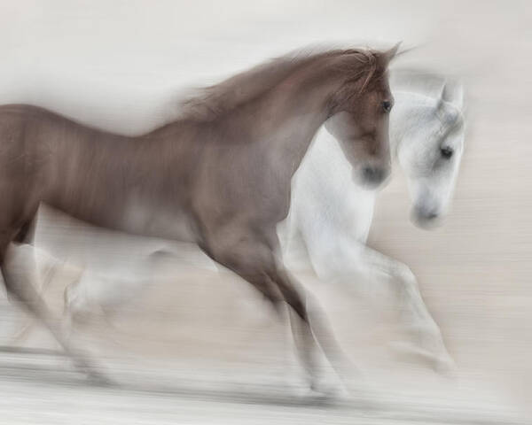 Horses Poster featuring the photograph Romance by Martine Benezech