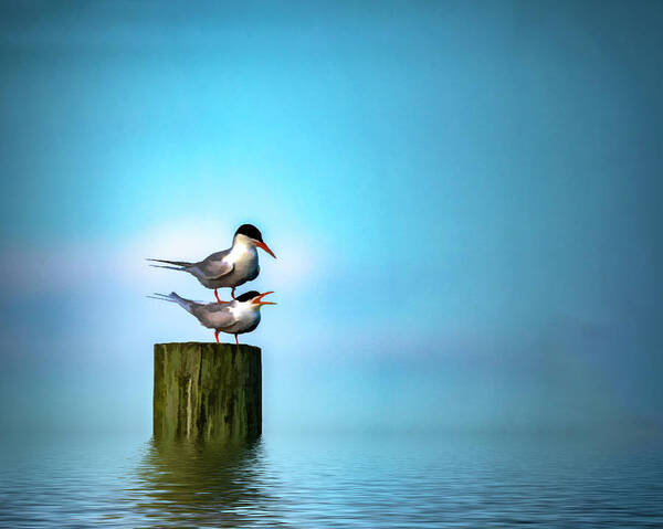 Terns Poster featuring the photograph Romance On The High Seas by Cathy Kovarik