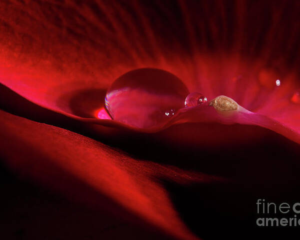 Rose Poster featuring the photograph Rose Petal Droplet by Mike Eingle
