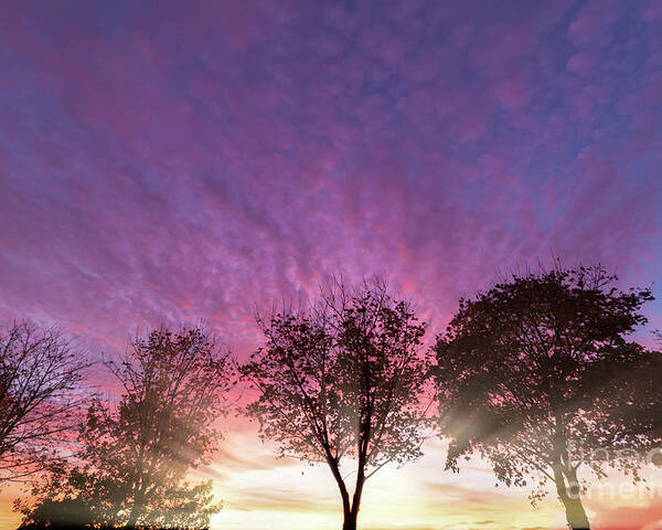 Alone Poster featuring the photograph Rural purple sunset over winter trees by Simon Bratt