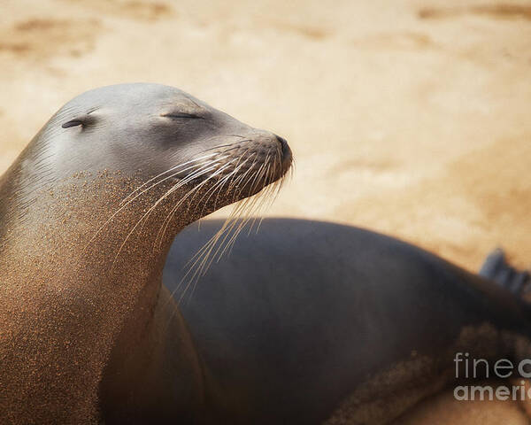 Sea Lion Poster featuring the photograph Sandy Sleek Serene by Becqi Sherman