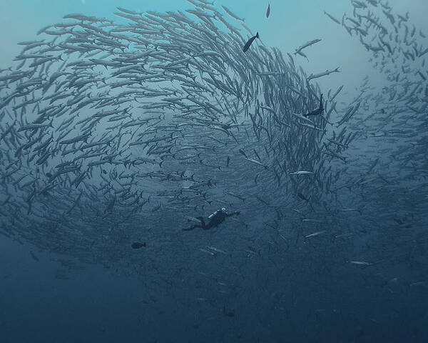 Underwater Poster featuring the photograph School Fish by Dmitriy Yevtushyk