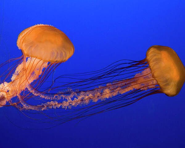 krydstogt strejke zebra Sea Nettle Jellyfish Poster by Lingbeek - Photos.com