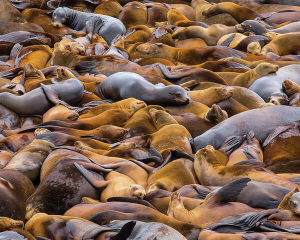 Sealions Poster featuring the photograph Sea Of Lions by Francois Roughol