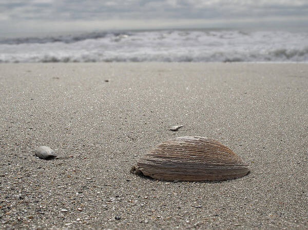Beach Poster featuring the photograph Seashell by David Palmer