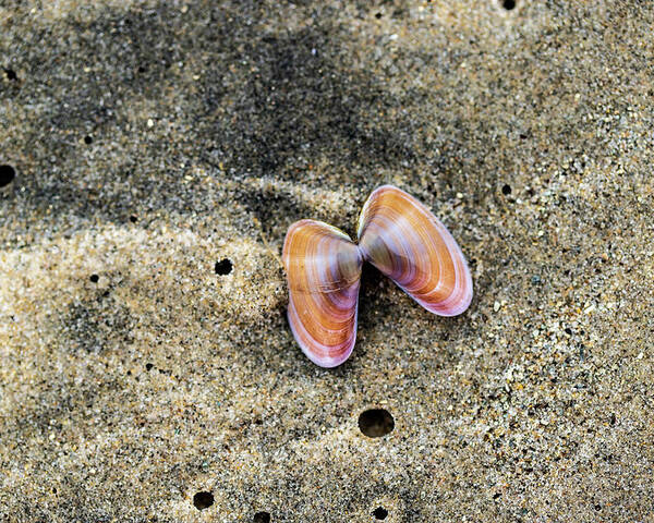 Sea Shell Poster featuring the photograph Landscape Photography - Beaches by Amelia Pearn