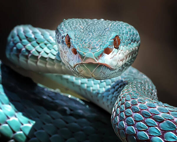 Animal Poster featuring the photograph Sharp Look Of Blue Insularis Viper Snake by Fauzan Maududdin