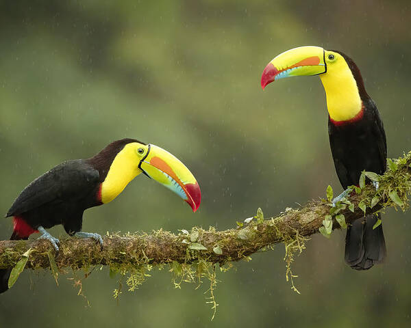 Toucan Poster featuring the photograph Singing In The Rain by Renee Doyle