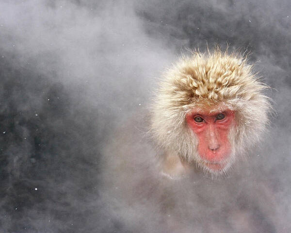 Snow Monkey Poster by Chin Ping, Goh 