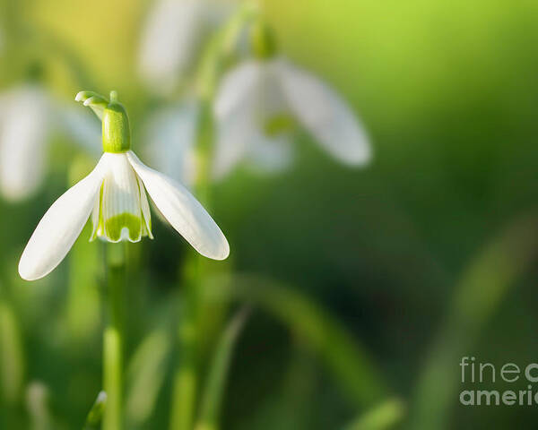 Snowdrops Poster featuring the photograph Snowdrops at eye level with copy space by Simon Bratt