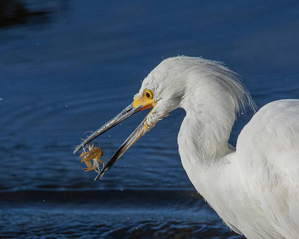 Snowy White Egret Poster featuring the photograph Snowy White Egret 2 by Rick Mosher