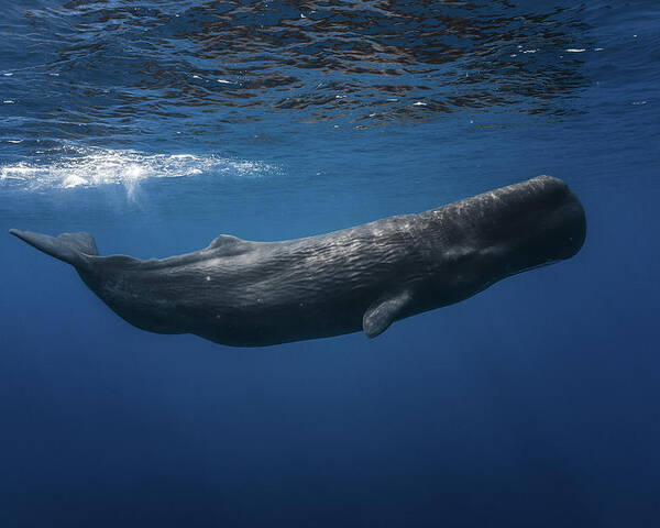Whale Poster featuring the photograph Sperm Whale by Barathieu Gabriel