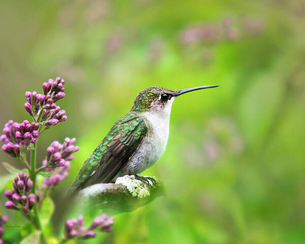 Hummingbird Poster featuring the photograph Spring Beauty Ruby Throat Hummingbird by Christina Rollo