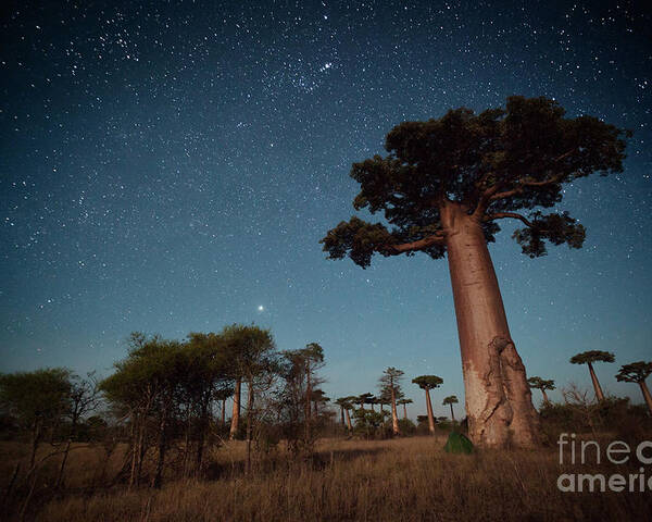 Big Poster featuring the photograph Starry Sky And Baobab Trees Highlighted by Dudarev Mikhail