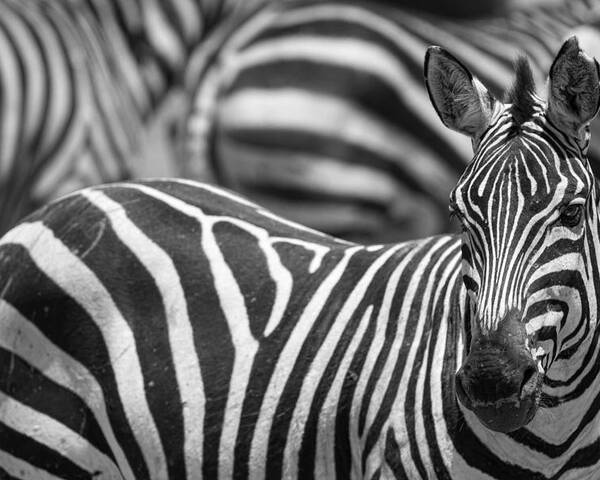 Zebra Poster featuring the photograph Stripes by Alessandro Catta