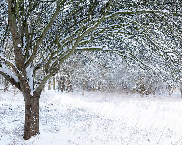 Norfolk Poster featuring the photograph Stunning forest snow winter scene by Simon Bratt