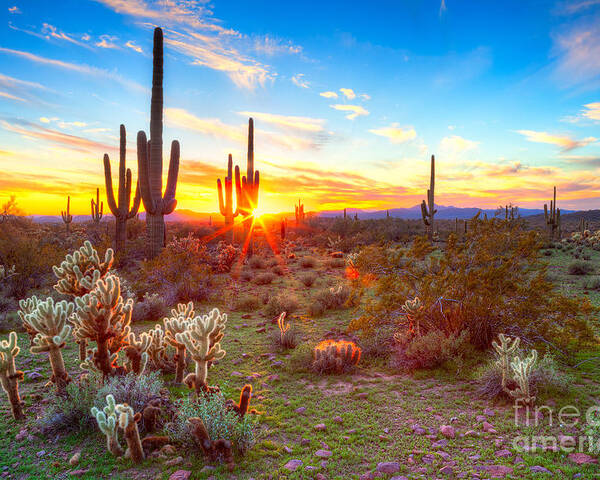 Sky Poster featuring the photograph Sun Is Setting Between Saguaros by Anton Foltin