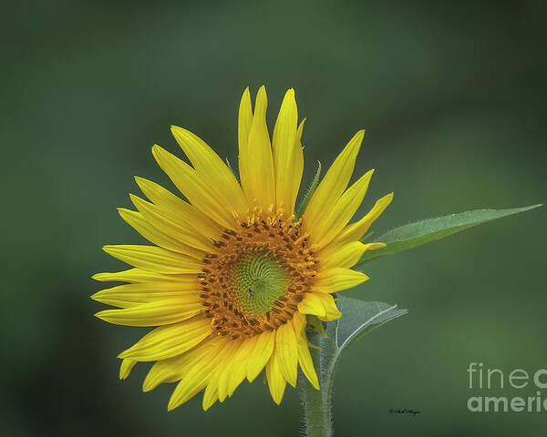 Sunflowers Poster featuring the photograph Sunflower Peaking and Visitor by DB Hayes
