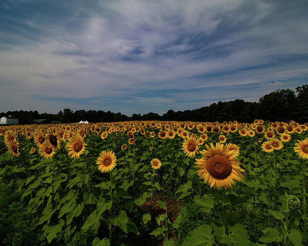 Sunflowers Poster featuring the photograph Sunny Faces in New Hampshire by Jeff Folger