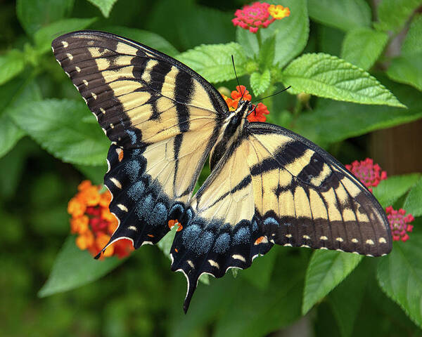 Butterfly Poster featuring the photograph Swallowtail #3 by Minnie Gallman