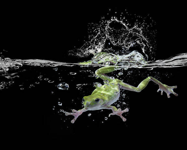Frog Poster featuring the photograph Swimming by Shikhei Goh