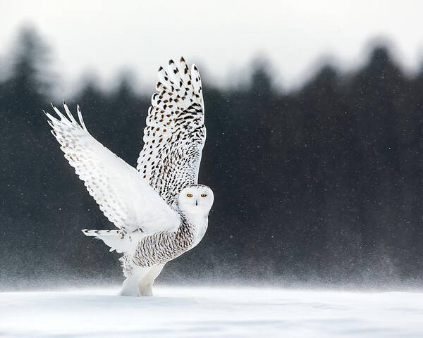 Owl Poster featuring the photograph Take Off by Alessandro Catta