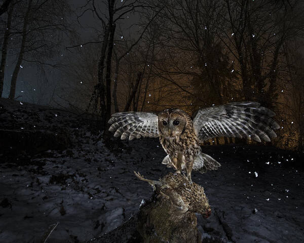 Owl Poster featuring the photograph Tawny Owl Red In A Snow Storm by Fabrizio Moglia